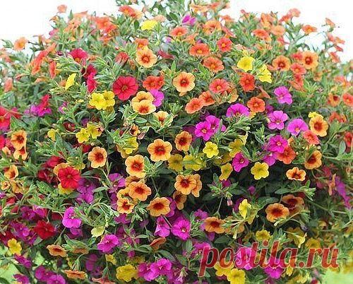 «Миллион колокольчиков » или калибрахоа