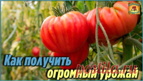Только таким способом вы сможете получить огромный урожай томатов Дачные хитрости и полезные советы огороднику
