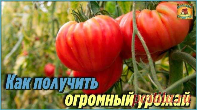 Только таким способом вы сможете получить огромный урожай томатов Дачные хитрости и полезные советы огороднику