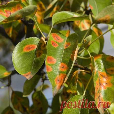 Дача 🏡 Сад 🌳 Огород 🍆 Цветник🌷 в Instagram: «РЖАВЧИНА В САДУ В этом году нам поступило как никогда много вопросов о борьбе с ржавчиной в саду. Давайте вместе разберем, от чего она…»