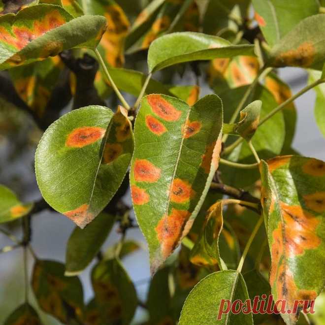 Дача 🏡 Сад 🌳 Огород 🍆 Цветник🌷 в Instagram: «РЖАВЧИНА В САДУ В этом году нам поступило как никогда много вопросов о борьбе с ржавчиной в саду. Давайте вместе разберем, от чего она…»