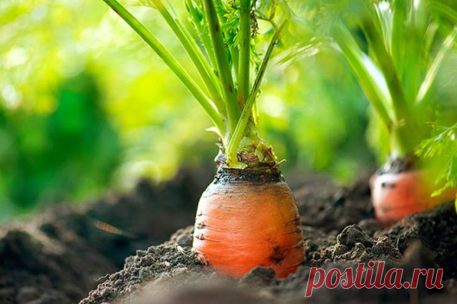 Болезни и вредители моркови и борьба с ними