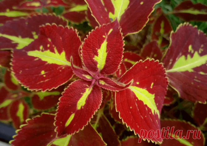 Колеус (Coleus Saturn): фотогалерея сорта ~ Planetalsad