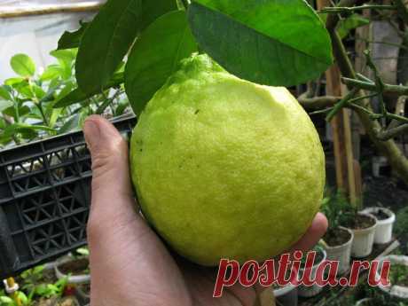 Купить лимоны корнесобственные. Растения почтой по России