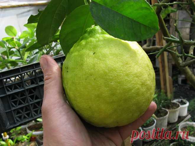 Купить лимоны корнесобственные. Растения почтой по России