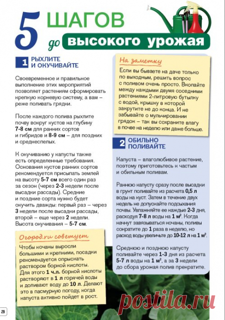 Капуста - секреты успеха - Журнал Огород.ru - Форум для дачников | Огород.ru