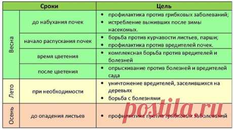 Уход за абрикосом и правильное выращивание дерева
