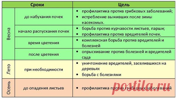 Уход за абрикосом и правильное выращивание дерева