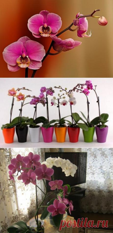 Проблемы при выращивании орхидей | Дачный участок