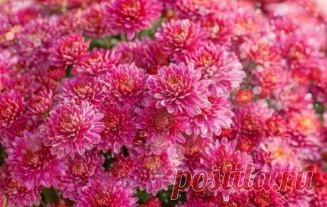 13 восхитительных растений, цветущих в сентябре Эти многолетние цветы и кустарники, цветущие осенью, разукрасят ваш сад яркими красками! Давайте посмотрим, без каких растений не обойдется эффектный сентябрьский цветник.
В наших широтах сентябрь – э...