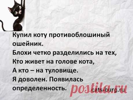Какое средство лучше выбрать, чтобы вывести блох у домашней кошки - советы