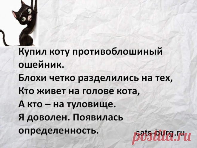 Какое средство лучше выбрать, чтобы вывести блох у домашней кошки - советы