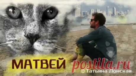 Про кота Матвея - медиаплатформа МирТесен
