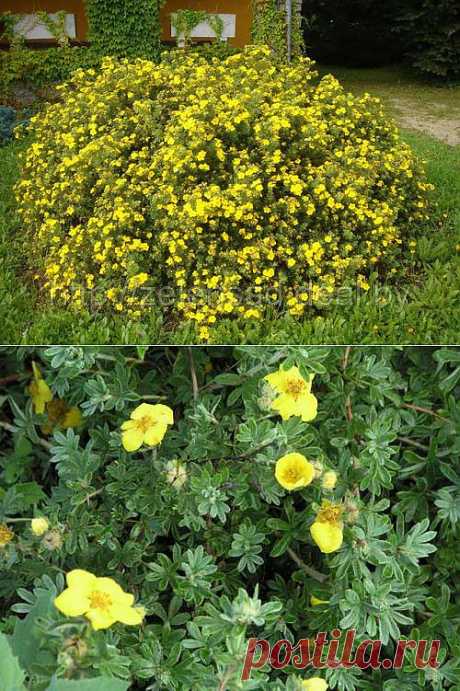 Как из кустика лапчатки вырастить живую изгородь.