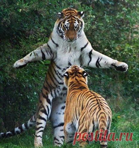 [ЗАБАВНЫЕ ЖИВОТНЫЕ] - natali5357@mail.ru - Почта Mail.Ru