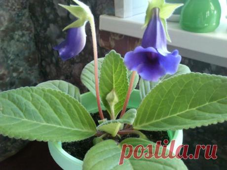 Комнатные растения. Классификация, советы.