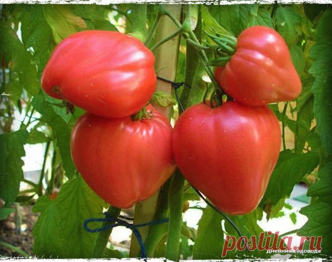 Один из самых урожайных сортов томата на моей память - 13 кг. с куста | Дневник садовода | Яндекс Дзен