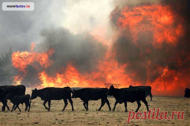 Пукающие коровы — опасно для жизни | LivePosts — последние новости, полезные статьи, обзоры