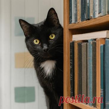 Библиотекарь второй категории - OGADANIE.RU