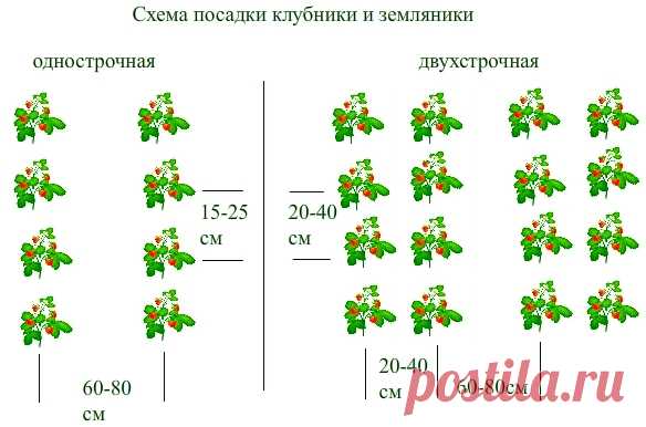 Клубника. Выращивание, посадка, уход и сорта клубники, фото+ВИДЕО | ВИНОГРАДНИК.by