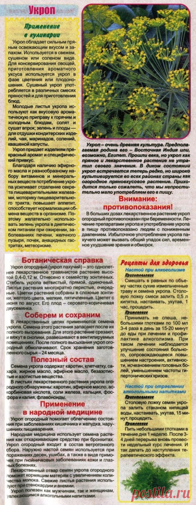 Укроп