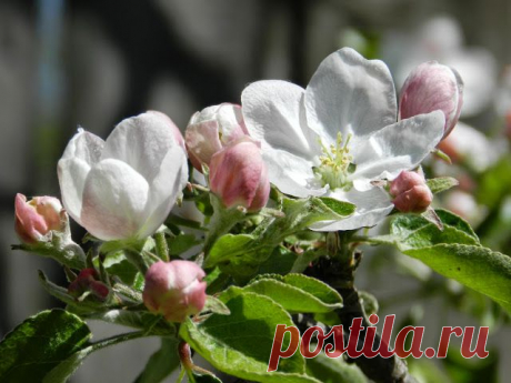 11 мая 2014 г. - Наталия Костелова - Веб-альбомы Picasa