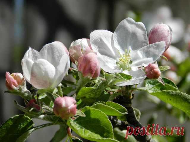 11 мая 2014 г. - Наталия Костелова - Веб-альбомы Picasa