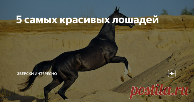 5 самых красивых лошадей В мире огромное множество лошадиных пород, и каждая прекрасна по-своему. Какие-то из них участвуют в соревнованиях, другие – развлекают да катают, третьи работают, не покладая копыт. Мы выбрали 5 лошадей, которые, по нашему мнению, заслужили титул «самой красивой». Клейдесдаль, она же шотландская хладнокровная. Это рабочая лошадка, которая способна и грузы перевозить, и в сельском хозяйстве себя показать. Покатает она и в карете, и верхом. Но тяжел...