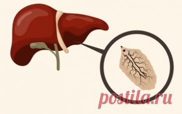 Жизненный цикл печеночного сосальщика: подробный разбор всех стадий развития | PortalBio