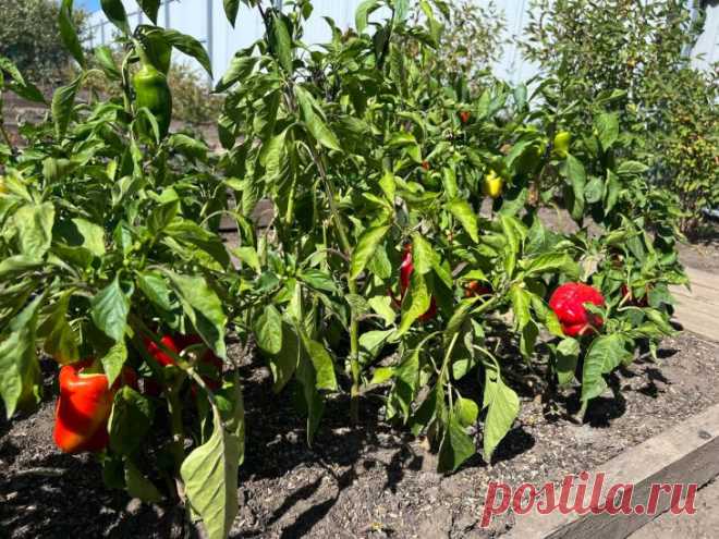 Зачем класть спички в лунку при посадке: результат вас удивит. При посадке рассады томатов, перцев или огурцов в каждую лунку кладут 4-5 спичек головками вниз.