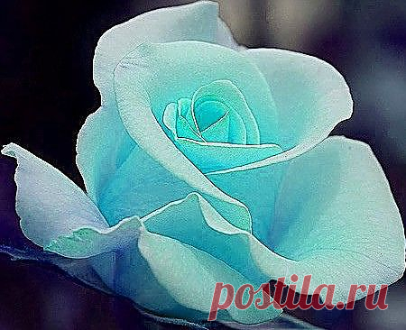 Tiffany Blue Rose | Flowers