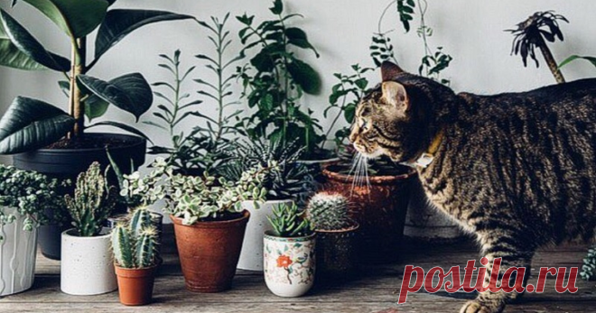 Домашние растения, которым не место в детской Комнатные растения радуют глаз, очищают воздух, создают в доме гармонию и уют. Но когда в семье есть маленькие дети, некоторые из домашних цветов становятся опасными. Педиатр Артем Кабанов рассказывает, почему...