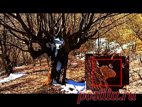 Mythical creatures scare tourists | mysterious creature caught on camera 2021. scary videos 2021 - YouTube