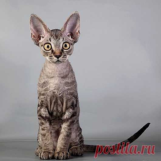 Самые удивительные породы кошек: Девон рекс