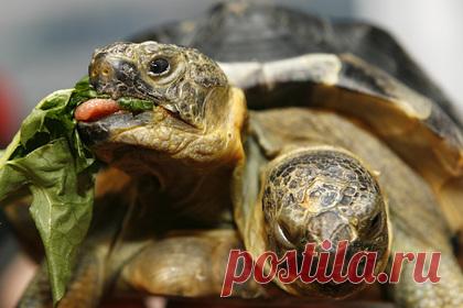 В честь 25-летия самой старой двухголовой черепахи устроили вечеринку. Специалисты из Музея естественной истории в Швейцарии отметили 25-летие двухголовой черепахи по кличке Янус. Они ухаживают за рептилией с момента ее появления на свет в 1997 году. Янус обладает двумя сердцами, двумя парами легких и разными характерами. Одна из его голов предпочитает цикорий, а другая — морковь.