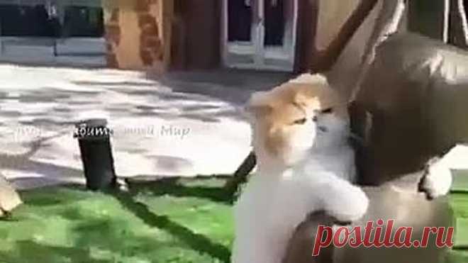 Потому, что все хотят обнимашек 🐱🐾❤