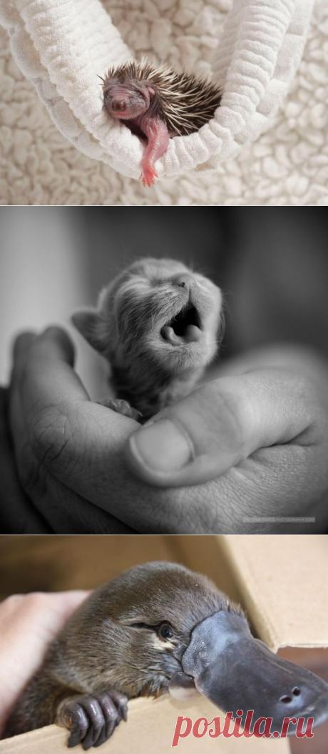 Малютки, которые вызовут у вас приступ неконтролируемого умиления