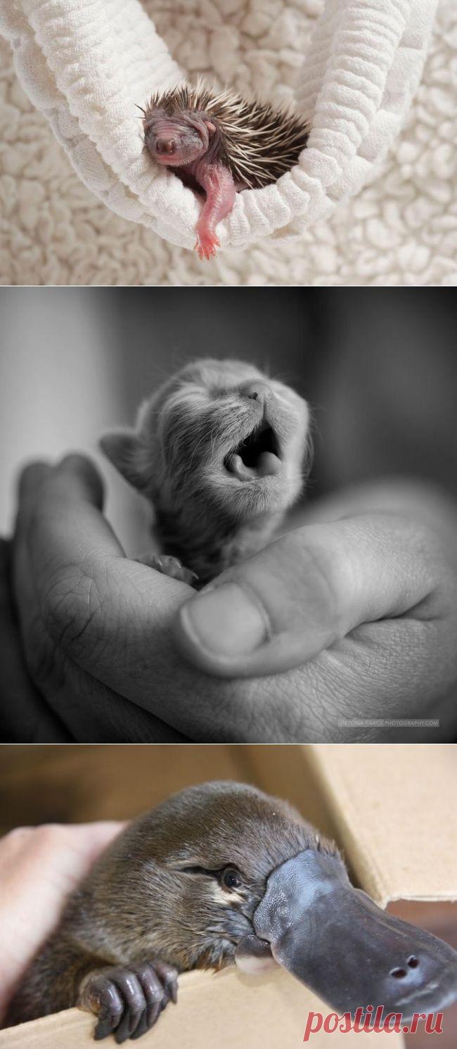 Малютки, которые вызовут у вас приступ неконтролируемого умиления