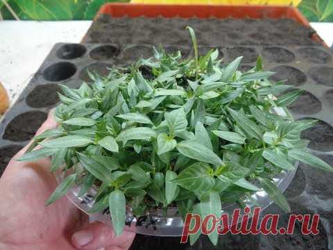 ПРАВИЛЬНАЯ ПИКИРОВКА ПЕРЦА - ПОШАГОВО. Ольга Чернова.