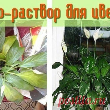 Чудо-раствор для самых безнадёжных цветов!