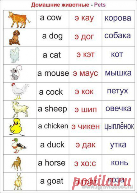Домашние животные