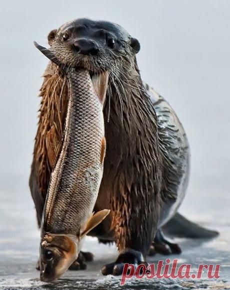 Выдра с добычей.