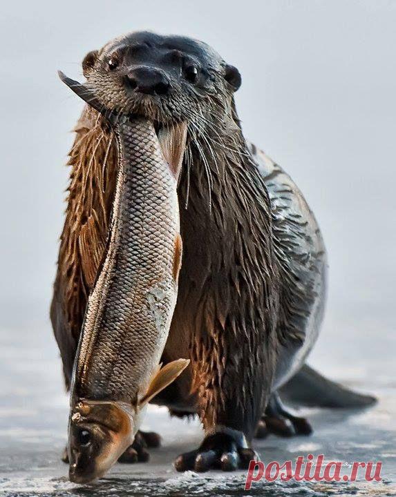 Выдра с добычей.