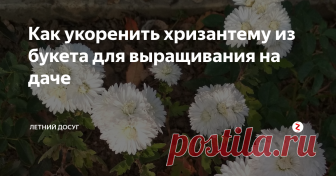 Как укоренить хризантему из букета для выращивания на даче  Если осенью, зимой или весной вы получите красивый букет хризантем, то не сомневайтесь, большинство сортов вы можете попробовать укоренить у себя на даче. Правда, сажать такой материал лучше всего весной. Но если вы правильно заготовите черенки в течение осени или зимы и поместите их в помещение для зимнего хранения, то уже зимой (сначала в домашних условиях), а затем и весной приступите к укорене