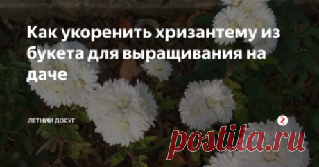 Как укоренить хризантему из букета для выращивания на даче  Если осенью, зимой или весной вы получите красивый букет хризантем, то не сомневайтесь, большинство сортов вы можете попробовать укоренить у себя на даче. Правда, сажать такой материал лучше всего весной. Но если вы правильно заготовите черенки в течение осени или зимы и поместите их в помещение для зимнего хранения, то уже зимой (сначала в домашних условиях), а затем и весной приступите к укорене