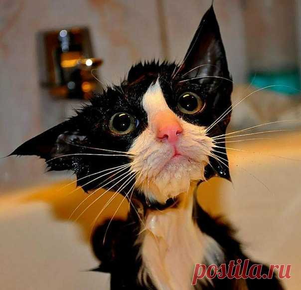 #смех #приколы #юмор #мдк #позитив #веселое_настроение #статусы #мемы #приколи #настроение #ржака #ржу_немогу #мемасики #mdk #анекдоты