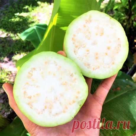 Goiaba Tailandesa Gigante de Polpa BRANCA - Produz em Vasos - Mais Doce que a Vermelha!!! Nome científico: Psidium guajava Esta goiabeira é especial principalmente por conta dos frutos que são mesmo gigantes, podendo pesar em média de 600 a 1200g (embora haja frutos que possam chegar aos 3kg)! Os produtores de goiaba brasileiros têm adquirido essa cultivar devido a sua alta procura comercial, já que a excelente qualidade e o tempo de conservação natural dos frutos fazem co...