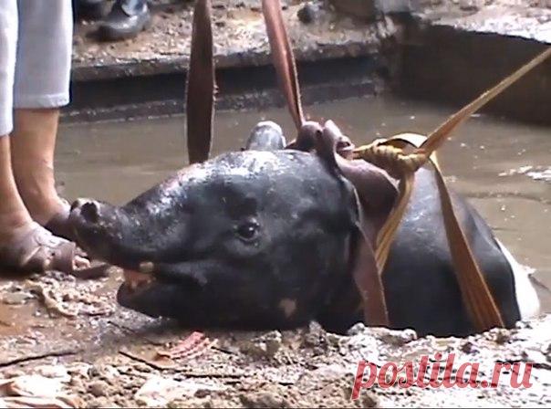 Когда решила сбежать из зоопарка и вернуться в леса, но упала в пруд и вспомнила, что не умеешь плавать.