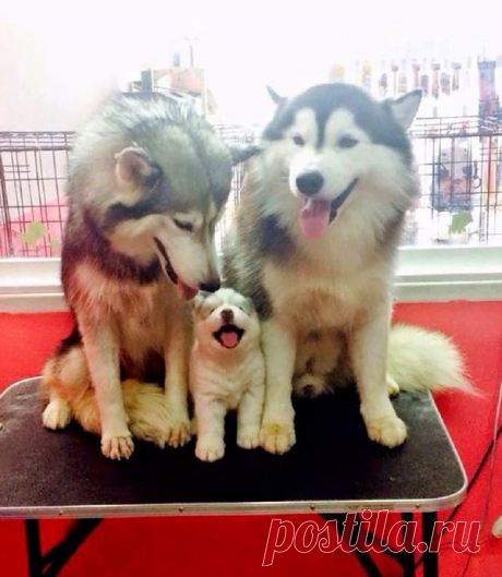 15 милейших семейных снимков животных. Заряд позитива на весь день!