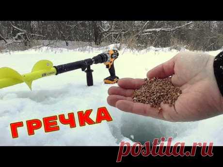 Обычная Гречка Творит ЧУДЕСА! Реакция рыбы! Подводная съемка Обычная гречка творит чудеса! Реакция рыбы! Подводная съемка. Зритель моего канала попросил проверить жареную гречку и эта идея мне понравилась. Ведь действи...